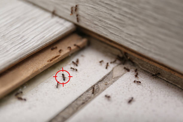 Best Ant Control Services  in Glen Gardner, NJ