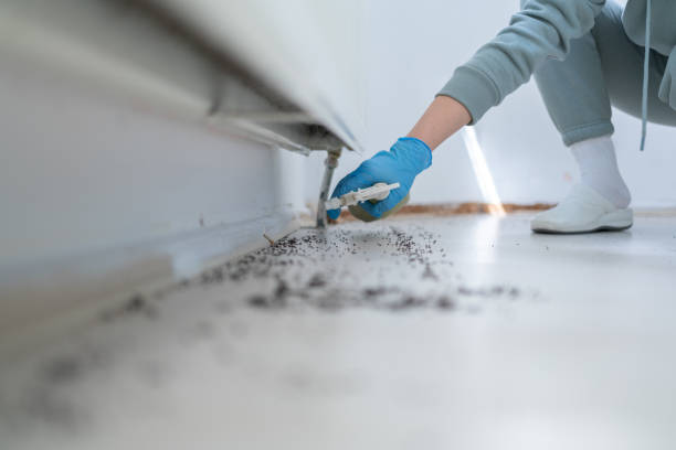 Flea Control Services in Glen Gardner, NJ